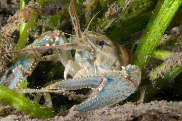 Northern crayfish underwater in the St. Lawrence river