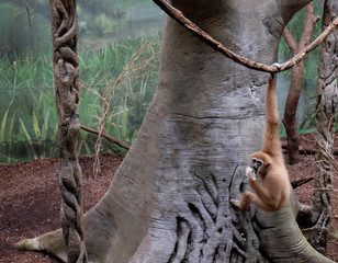 Gibbon in a Zoo