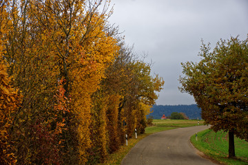 autumn desert road