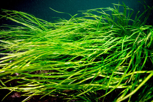 American Eel-grass underwater in the St. Lawrence River