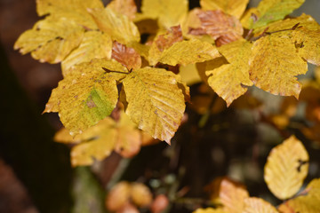 bois foret arbre automne nature