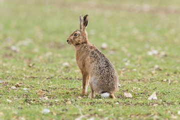 Brown Hare