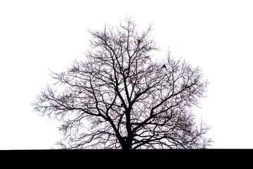 Silhouette of a large spreading black tree with branches without leaves in autumn on a white background