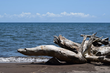 Fototapeta premium Drift wood cast by ocean waves to sea shore