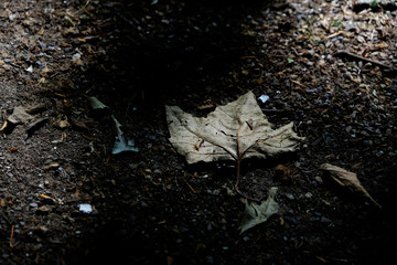 Light and Shade on Ground