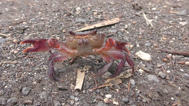 Potamon potamios, a semi-terrestrial crab occurring around the eastern Mediterranean, run away from his own reflection in the camera lens