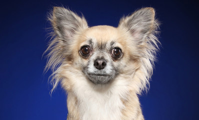 Chihuahua dog on deep-blue background