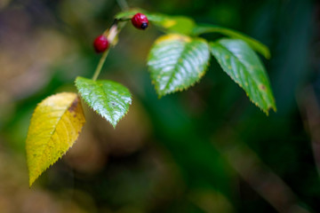 Red Berry Plant