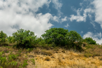 Trees and bushes on a hill against cloudy sky.