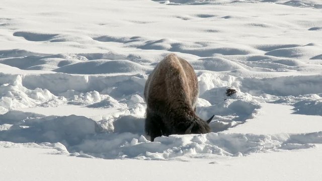 Yellowstone