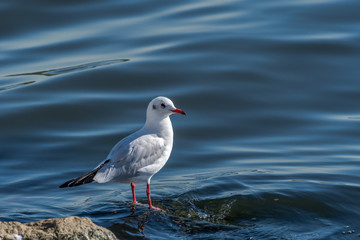 Black-headed Gull [Larus ridibundus], adult winter plumage, commonly spotted in Pohang, South Korea