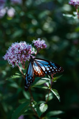 アサギマダラとフジバカマ