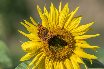 Sunflower and a butterfly