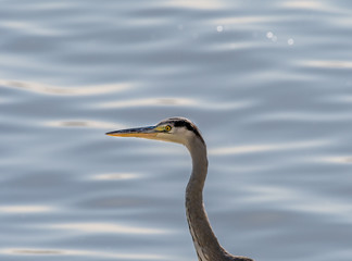 Profile of Grey Heron