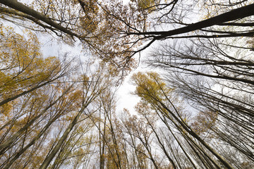 siehe nach oben und betrachte den Himmel, wo die Götter leben