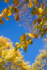 Leuchtend gelbes Eichenlaub im Herbst