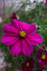 Fototapeta premium Beautiful kosmeya flowers. Image of a beautiful red kosmeya flower in the garden.