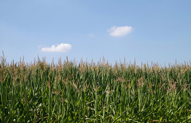 Corn field against a blue sky