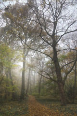 Obraz na płótnie Canvas Herbst im Wald 