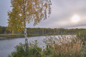Overgrown lake in the fall