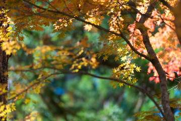 紅葉（オレンジ、もみじ）