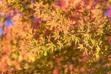 紅葉（オレンジ、もみじ）