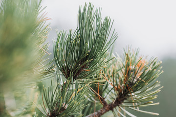 Branches of a coniferous tree close up