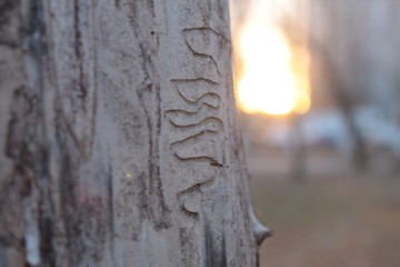 Fototapeta premium tree without bark at sunset