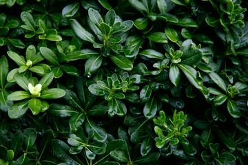 Natural green leaves background