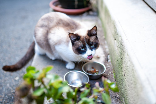 Chat des rues en train de manger dans sa gamelle