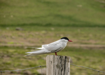 Arctic tern Sterna paradisaea sitting on a wooden stake