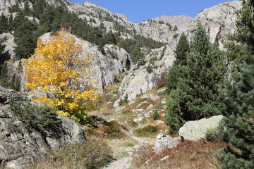 Fototapeta na wymiar A path going through high rocky mountains with firs and pine trees forest and a blue sky in a sunny autumn, in Panticosa, Aragon Pyrenees, Spain