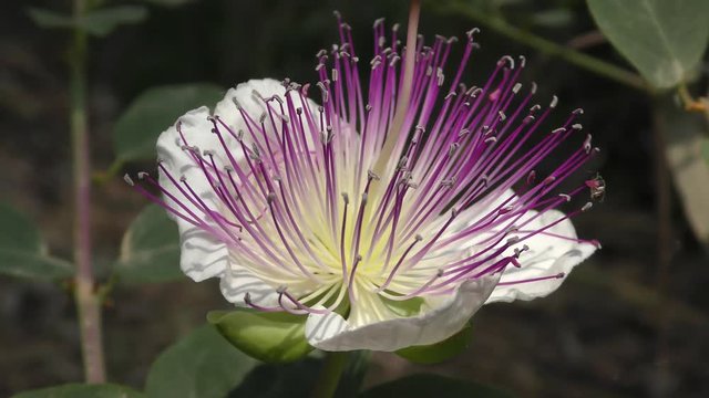 Capparis spinosa, the caper bush, or Flinders rose, is a perennial plant that bears rounded, fleshy leaves and large white to pinkish-white flowers. Used as pickled condiment in salads and cookings. W