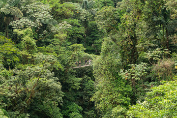 Fototapeta na wymiar Costa-Rica - Ponts suspendus