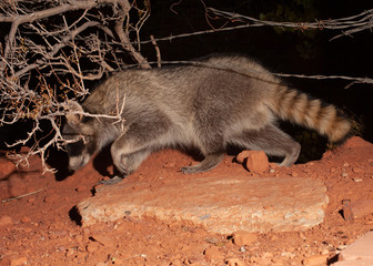 A raccoon walks from right to left under the strands of a barbed wire fence in the dark of night.