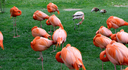 Flamingos in a Zoo
