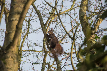 Eichhörnchen auf einem Baum