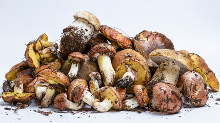 mushrooms Suillus luteus  and Boletus edulis