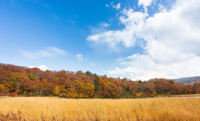 Autumn Leaves background with blue sky in sunny day. A wonderful view of The scenery in autumn is before the winter. Autumn leaves in different colors in nature concept.