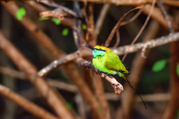 Green bee-eater or Merops orientalis perches on branch