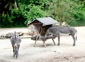 Zebras in a Zoo