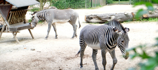 Fototapeta na wymiar Zebras in a Zoo
