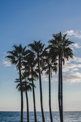The group of palms against the blue cloudy sky 