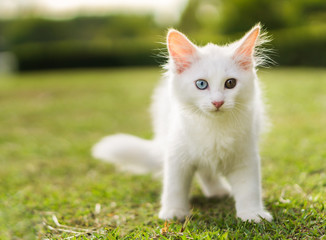 Naklejka na ściany i meble Cute white cat on the lawn