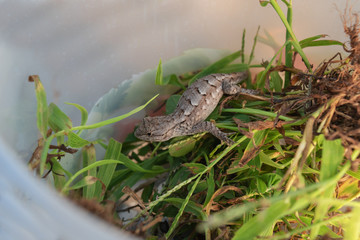 A lizard is briefly put in a container for photographing before being set free.
