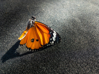 Monarch butterfly isolated on black background with sunlight shining