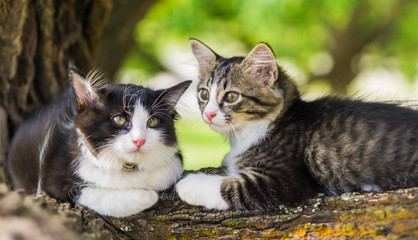 Cute cat is lying on the tree ,Little kitten on a branch