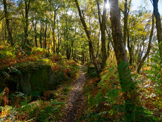 Narrow muddy footpath between the trees below Curbar Edge in the Peak District.