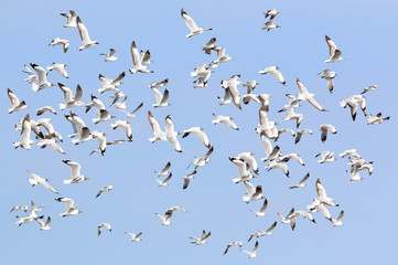 A flock of seagulls flying at Bang Pu, Thailand