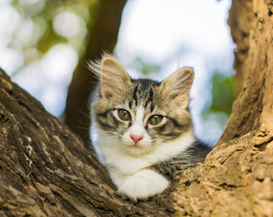 Cute cat is lying on the tree ,Little kitten on a branch